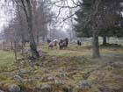 Stora flocken 2